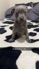 Pure Blue English Staffy Pups 