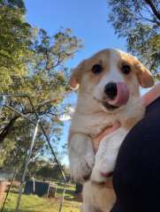 Corgi Pembroke 