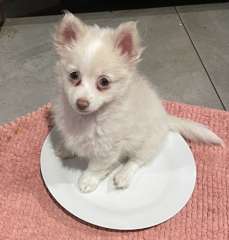 Pomeranian  pure bred pups looking for their forever home