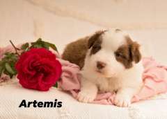 Pedigree Border Collie Puppies 